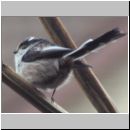 Aegithalos caudatus - Schwanzmeise 03.jpg